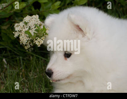 Samojeden Welpen-Kopfschuss Stockfoto