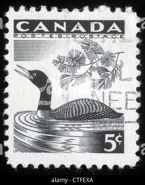 Kanada - CIRCA 1957: Briefmarke gedruckt von Kanada, zeigt Loon, ca. 1957 Stockfoto