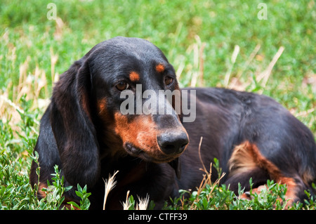 Porträt von schwarzen und braunen zwei Jahre alten Hund Dackel in den Garten legen in dem Rasen hautnah Stockfoto