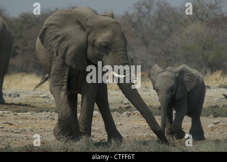Afrikanische Elefanten (Loxodonta Africana) im Etosha NP, Namibia Stockfoto