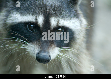 Gemeinsamen Waschbär (Procyon Lotor) im Stanley Park, Vancouver Stockfoto