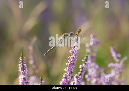 Gemeinsamen Darter Libelle thront auf Heidekraut, Sussex UK Stockfoto