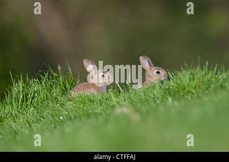 Kaninchen-Kits herausschauen vom Eingang der Höhle, Fairlight, Sussex, UK Stockfoto