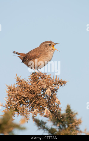 Ein Zaunkönig thront auf einem Ginster Busch singt laut während vor der Morgensonne. Dungeness RSPB, Kent, UK Stockfoto