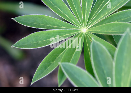 Blätter der Lupine (Lupinus Polyphyllus) Nahaufnahme Stockfoto