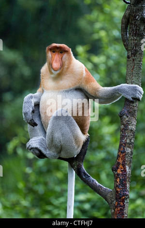 Männliche Proboscis Affe (Nasalis Larvatus) Sabah Borneo Asien. Stockfoto