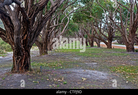 Eukalyptus Robusta Bäume bilden die Allee der Ehre in Albany, Western Australia Stockfoto