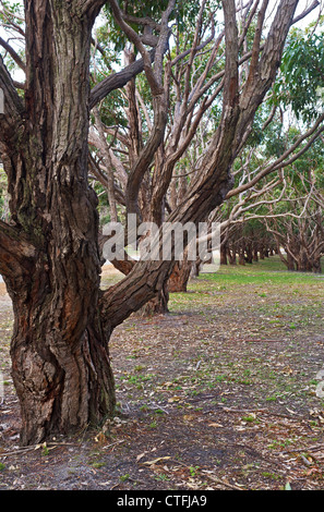 Die Allee der Ehre in Albany, Western Australia, Australia Stockfoto