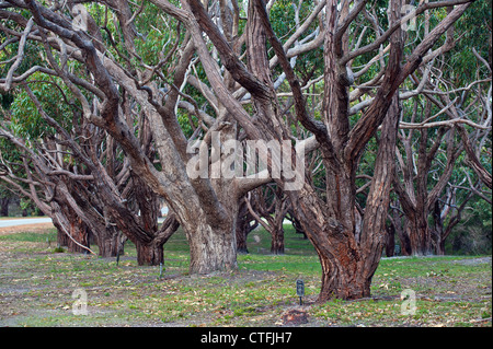 Die Allee der Ehre in Albany, Western Australia, Australia Stockfoto