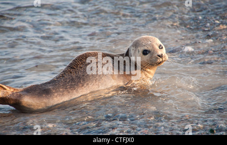 Baby-Robbe (Halichoerus Grypus (lat.)) auf der deutschen Insel Helgoland Stockfoto