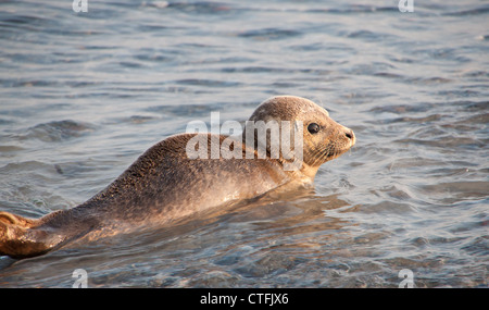 Baby-Robbe (Halichoerus Grypus (lat.)) auf der deutschen Insel Helgoland Stockfoto