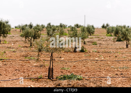 Kleine Olivenbäume wachsen in einem spanischen Olivenhain mit Bewässerung Schläuche Stockfoto