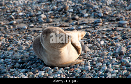 Baby-Robbe (Halichoerus Grypus (lat.)) auf der deutschen Insel Helgoland Stockfoto