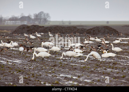 Den Niederlanden, Lauwersoog, Singschwäne (Cygnus Cygnus oder Cygnus Musicus). Stockfoto