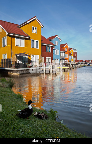 Niederlande, Groningen, bunte Wohnhäuser und Marina genannt Reitdiephaven. Ente und Entenküken. Stockfoto