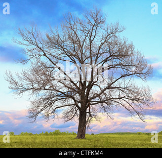 Ein einsamer Eiche Baum ohne Blätter im Feld Stockfoto