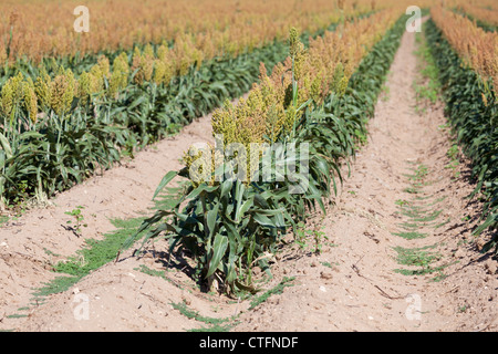 Ein Feld von Sorghum in der Nähe von Zeit für die Ernte Stockfoto