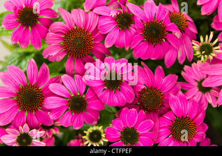 Echinacea oder Kegel Blumen lila Blüten mit dunklen Zentren Stockfoto