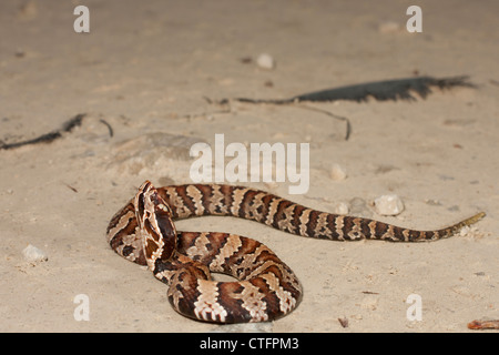 Juvenile Florida Cottonmouth Schlange - Agkistrodon Piscivorus conanti Stockfoto