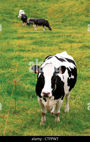 Holstein Molkerei Vieh weidete in Azoren, Portugal Stockfoto