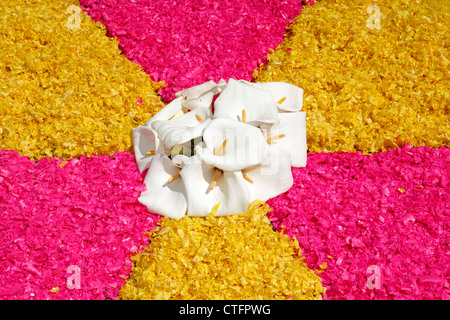 Blumenteppiche aus künstlich gefärbt Holzspäne und Calla Lilien gemacht. Azoren, Portugal Stockfoto