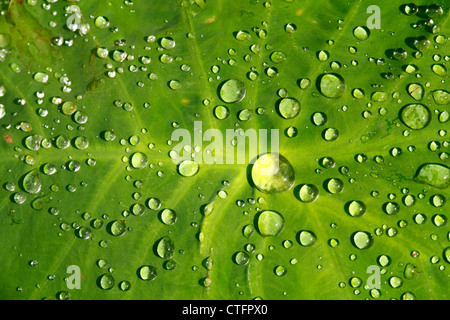 Regentropfen auf Taro Blatt. Stockfoto