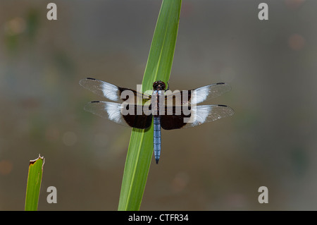 Witwe Abstreicheisen Libelle, Libellula luctuosa Stockfoto