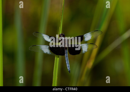 Witwe Abstreicheisen Libelle, Libellula luctuosa Stockfoto