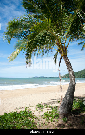 Kokosnuss-Palmen säumen den Strand von North Mission Strand mit Dunk Island in der Entfernung, Kasuar Küste, Nord-Queensland Stockfoto