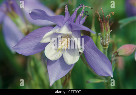 Nahaufnahme der lila und weißen Blume Aquilegia (Columbine), Australien Stockfoto