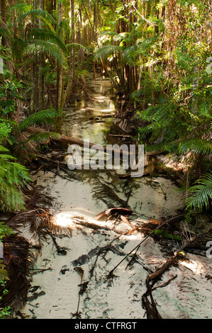 Wanggoolba Creek in der Nähe von Hauptbahnhof Campingplatz, Fraser Island. Stockfoto