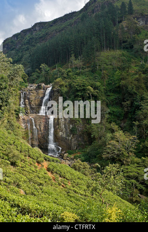 Ramboda Falls und Tee-Plantage, Hill Country von Sri Lanka Stockfoto