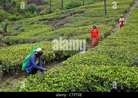 Nuwara Eliya, Sri Lanka: traditioneller englischer Briefkasten vor der