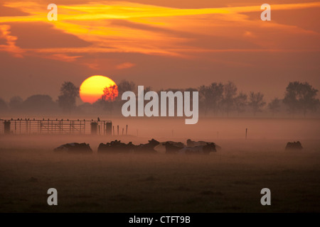 Die Niederlande, Noord Beemster Beemster Polder, UNESCO-Weltkulturerbe. Kühe im Morgennebel. Sunrise. Stockfoto