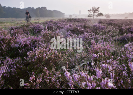 Die Niederlande, Bussum, am frühen Morgen, blühende Heide. Spinnennetz. Stockfoto