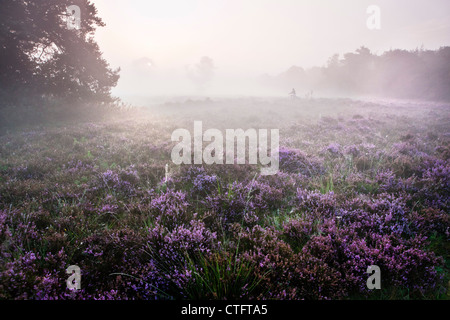 Die Niederlande, Bussum, am frühen Morgen, blühende Heide. Stockfoto