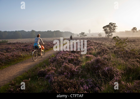 Die Niederlande, Bussum, am frühen Morgen, blühende Heide. Radfahrer. Stockfoto