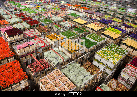 Die Niederlande, Aalsmeer, FloraHolland, größte Blumenversteigerung der Welt. Stockfoto