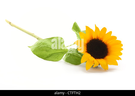 Sonnenblume isoliert auf weißem Hintergrund. Stockfoto