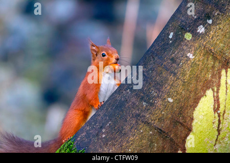 Eichhörnchen mit Haselnuss Stockfoto