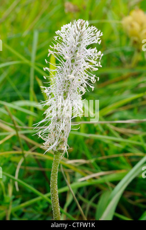 Hoary Wegerich, Plantago Media, ein Unkraut im Rasen Rasen