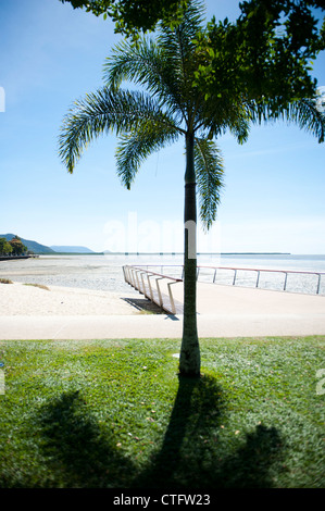 Detail mit Palm und Sicht der neu gestalteten Esplanade Vorland Wanderung bei Cairns, Queensland, Australien Stockfoto