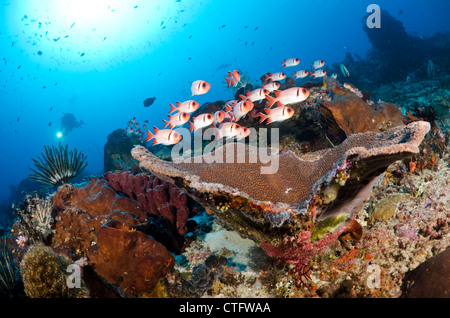 Korallenriff-Szene, Komodo National Park, Indonesien Stockfoto