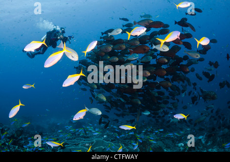 Schulzeit gelbe Chirurg Fische, Gili Lawa, Komodo Nationalpark, Indonesien, Indischer Ozean Stockfoto