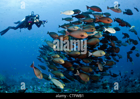 Schulzeit gelbe Chirurg Fische, Gili Lawa, Komodo Nationalpark, Indonesien, Indischer Ozean Stockfoto