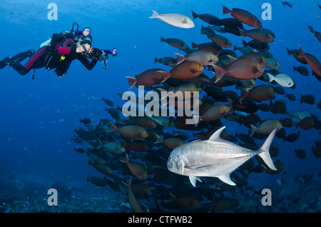 Schulzeit gelbe Chirurg Fische, Gili Lawa, Komodo Nationalpark, Indonesien, Indischer Ozean Stockfoto