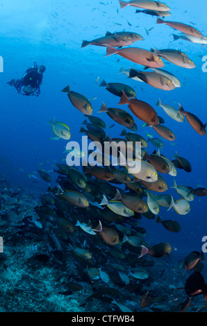 Schulzeit gelbe Chirurg Fische, Gili Lawa, Komodo Nationalpark, Indonesien, Indischer Ozean Stockfoto