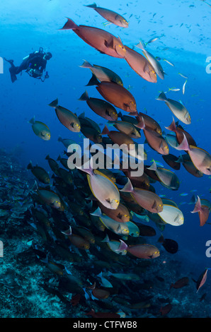 Schulzeit gelbe Chirurg Fische, Gili Lawa, Komodo Nationalpark, Indonesien, Indischer Ozean Stockfoto