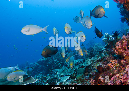 Schulzeit gelbe Chirurg Fische, Gili Lawa, Komodo Nationalpark, Indonesien, Indischer Ozean Stockfoto