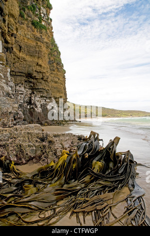 Klippen am Dom Höhlen in die Catlins Bezirk von Neuseelands Südinsel Stockfoto